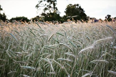 View of wheat field against sky