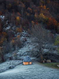 Road amidst trees in forest