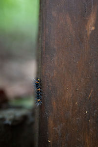 Close-up of insect