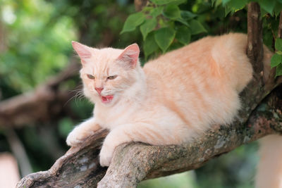 Close-up of cat sitting on branch