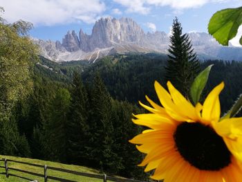 Yellow flowering plant against mountain