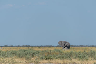 Elephant on field against clear sky during sunny day
