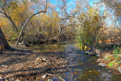 Scenic view of river in forest during autumn