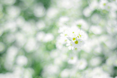 Close-up of flowering plant