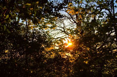 Low angle view of trees against sky during sunset