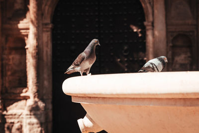 Pigeon on a fountain