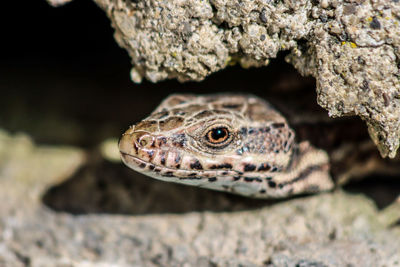 Close-up of lizard on rock