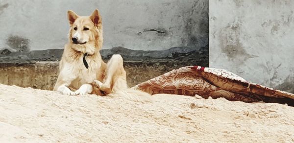Portrait of dog sitting outdoors