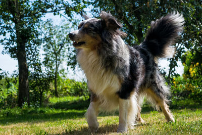 View of dog looking away on field