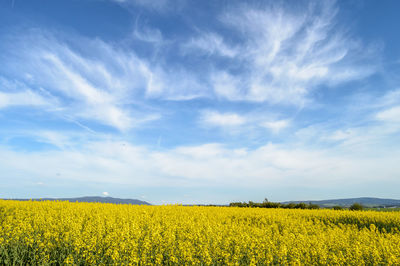 Scenic view of oilseed rape field against sky