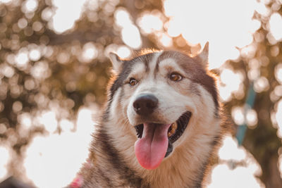 Portrait of siberian husky dog.siberian husky is sitting on the ground of grass.it so cute.