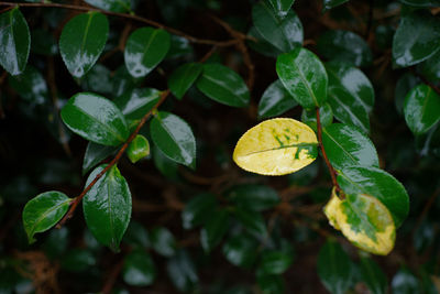 High angle view of leaves on plant