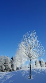 Low angle view of tree against clear blue sky