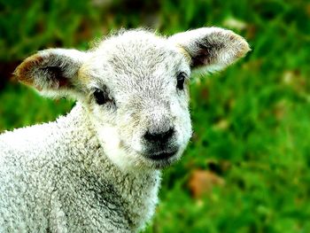 Close-up portrait of a sheep on field