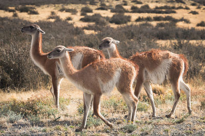 Side view of sheep on field