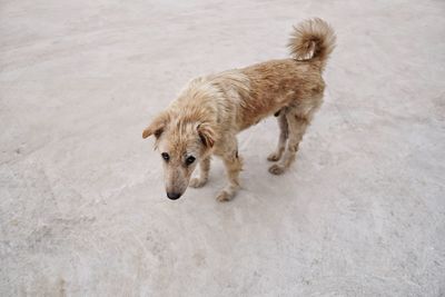 High angle portrait of dog standing on land