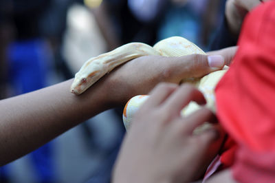 Cropped hand of person holding snake