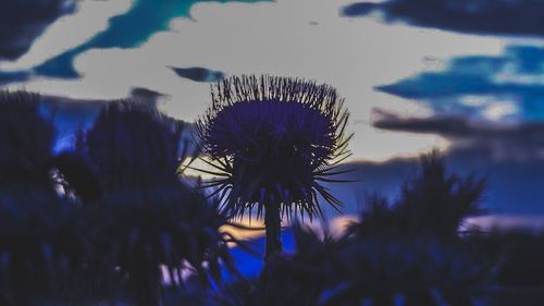 Close-up of palm tree against sky