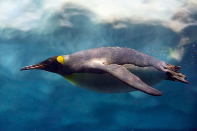 Close-up of duck swimming in sea