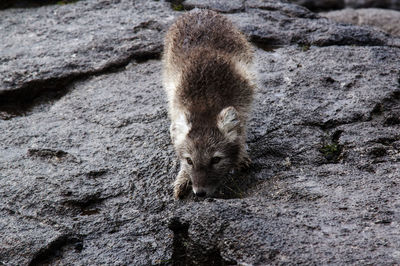 Portrait of artic fox on rock