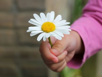 Close-up of white daisy holding flower