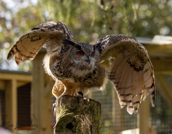 Close-up of owl