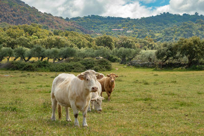 Charolais cows grazing in the meadow of extremadura, spain