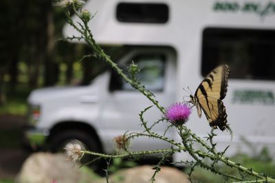 Close-up of butterfly perching on flower