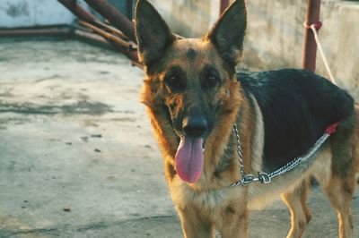 Close-up portrait of dog