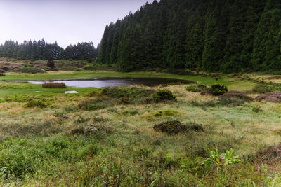 Scenic view of lake against trees in forest