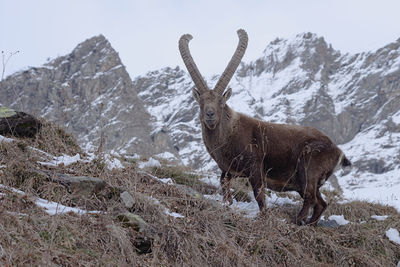 Deer standing on mountain