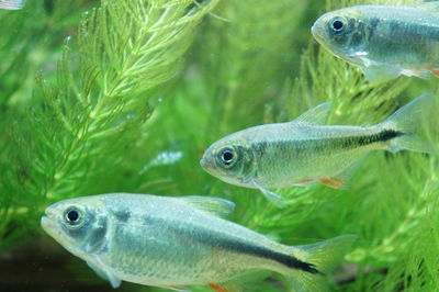 Close-up of fish swimming in water