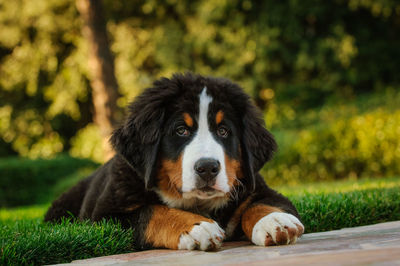 Close-up portrait of a dog