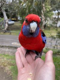 Close-up of a hand holding a bird