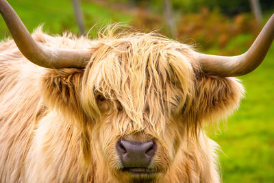 Highland Cow in
