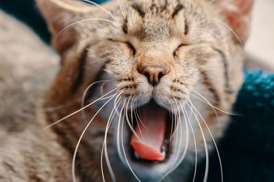 Close-up of cat yawning