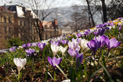 Close-up of purple flowers growing in field