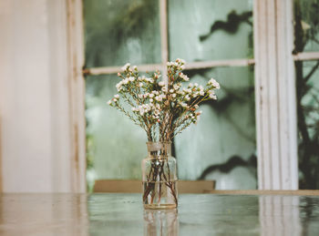 Close-up of potted plant on table by window