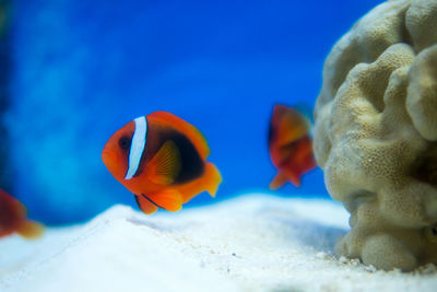 Close-up of fish swimming in aquarium