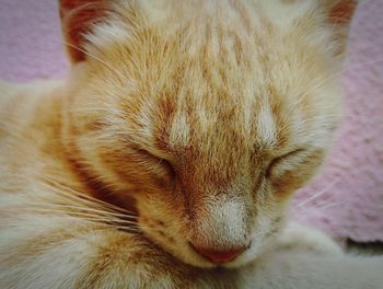 Close-up of cat sleeping