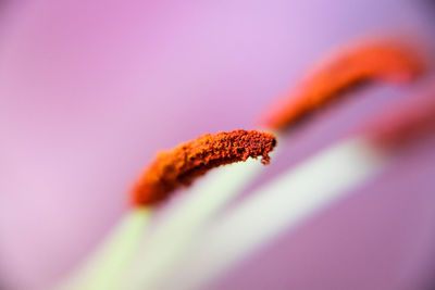 Close-up of purple flower