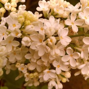 Close-up of flowers blooming outdoors
