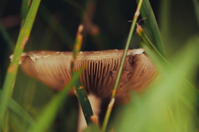 Close-up of mushroom growing on field