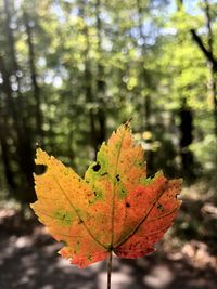 Close-up of maple leaf on tree