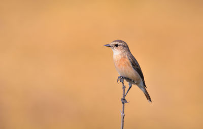 Low angle view of bird perching