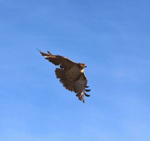 Low angle view of eagle flying against clear blue sky