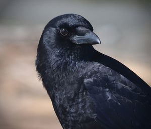 Close-up of raven