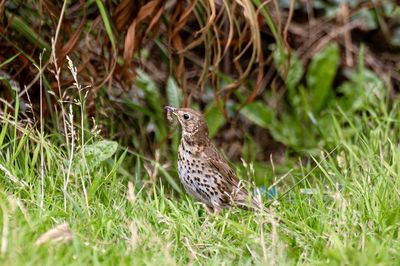 Bird perching on a field