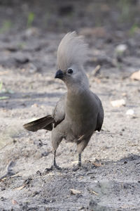 Close-up of grey lourie perching on field