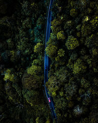 Aerial view of road amidst trees